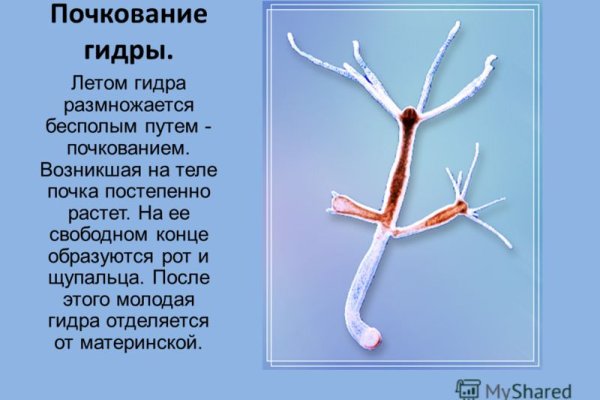 Кракен почему не заходит