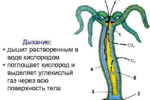 Kraken forum