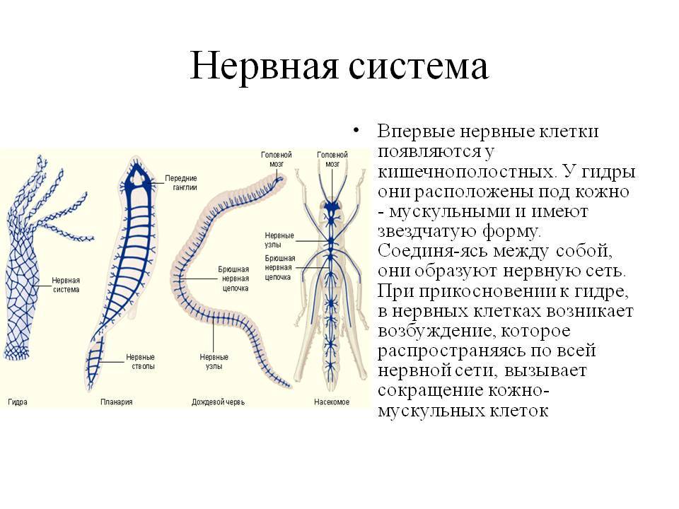 Кракен сайт в тор браузере